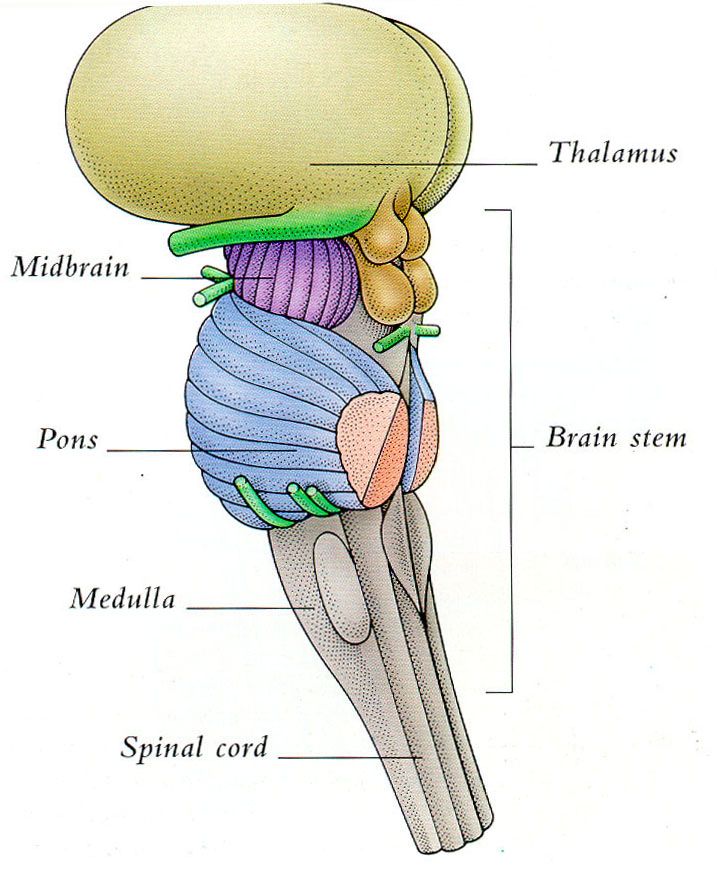 بخش های مختلف ساقه مغز